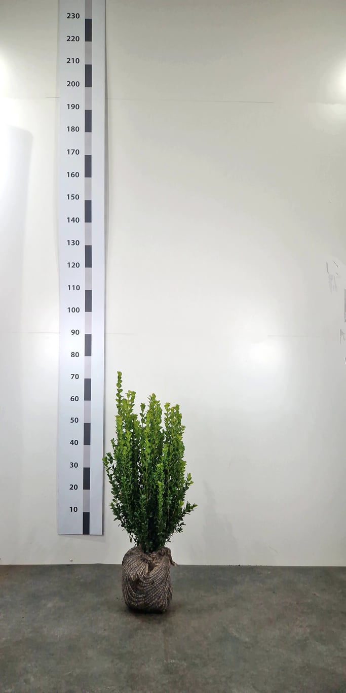 Buxus sempervirens 'Select' - 50-70 CM RB